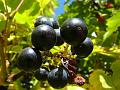 2012-1004-1235_Grapes_15,2C